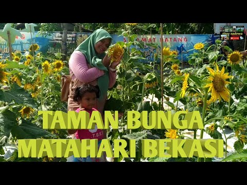 Taman Bunga Matahari Bekasi Wisata Baru Yang Lagi Hitz Kaskus