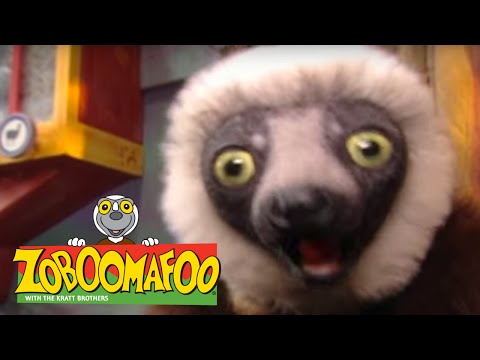 Zoboomafoo 216 - Don’t Fence Me In (Full Episode)