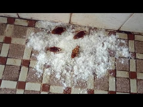 重曹を使うだけですべてのゴキブリを一晩で永久に駆除する方法!