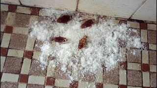 How To Get Rid of All Cockroaches Overnight & Permanently Just By Using Baking Soda!