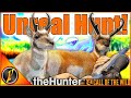 UNWIRKLICHE JAGD Auf Den Gipfeln Des Silver Ridge Diamant Und Leukistische Gabelbockantilope