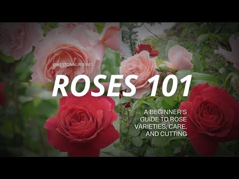 Roses 101: A Beginner's Guide to Rose Varieties, Care, and Cutting