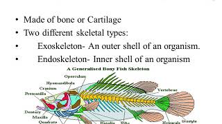 Skull, Backbone and Spines of Fish