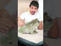 This Frog Is Very Famous Frog Animals Animallover Facts Hearttouching Dumpy