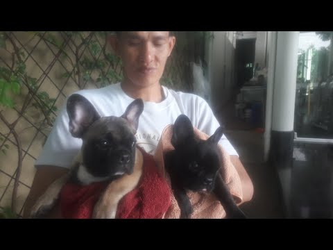PITBULMINI Dog Mahal Harganya