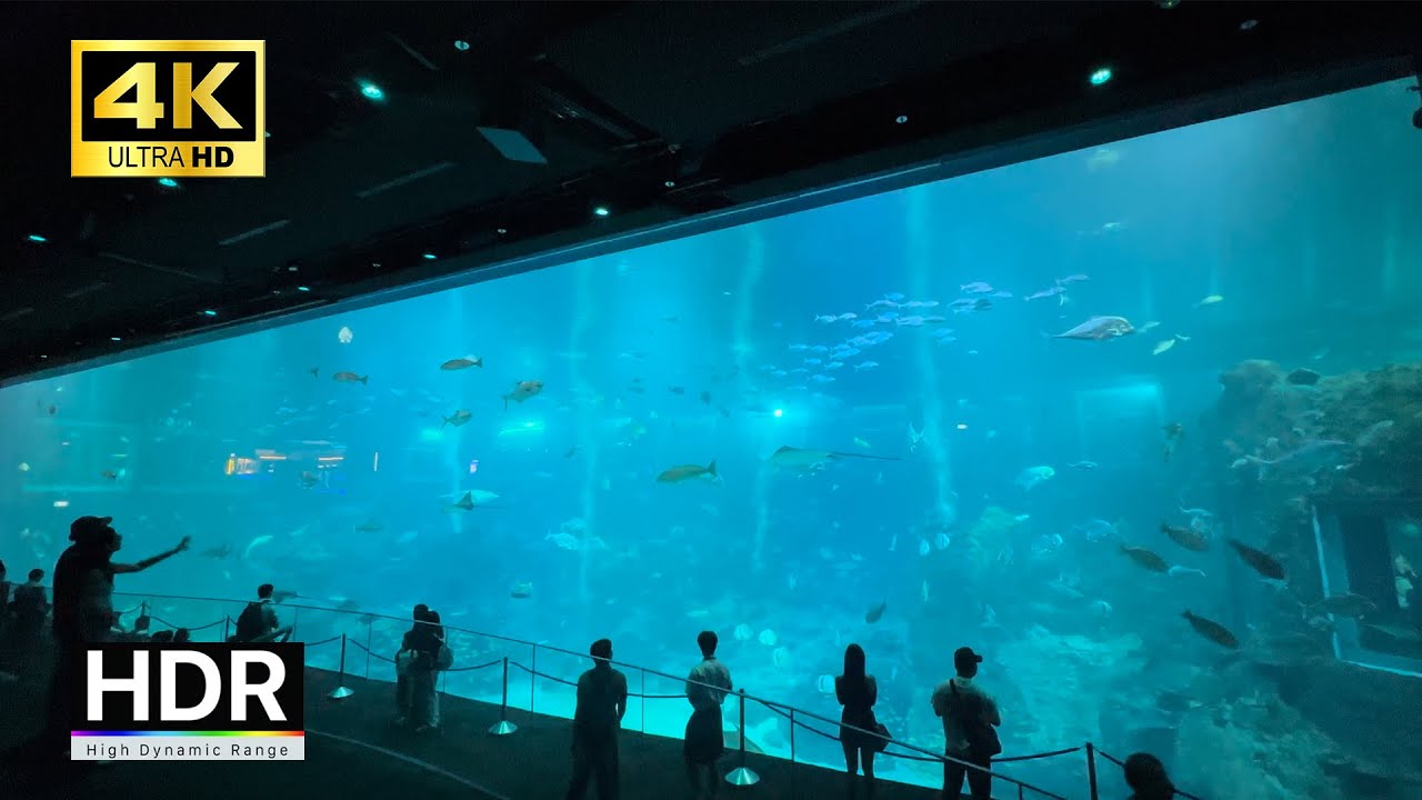 4K HDR - Singapore Oceanaruim - Aquarium