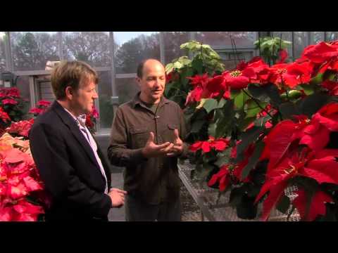image-What is another name for poinsettia?