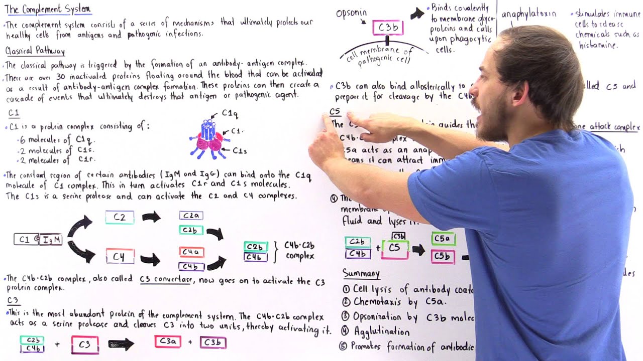 Classical Pathway of Complement System - YouTube