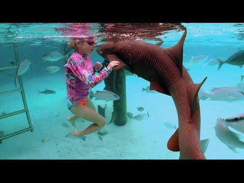Swimming With Sharks (Without a Shark Cage)