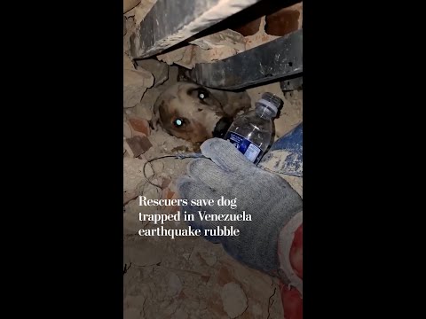 Rescuers save dog trapped in Venezuela earthquake rubble
