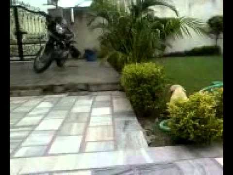 Puppy Rubby Kennel Panjoli