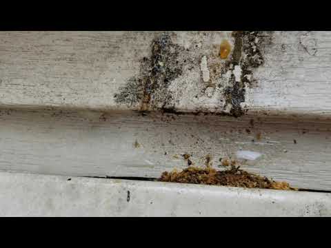 Orb Weaver Makes Surprise Appearance in Freehold, NJ