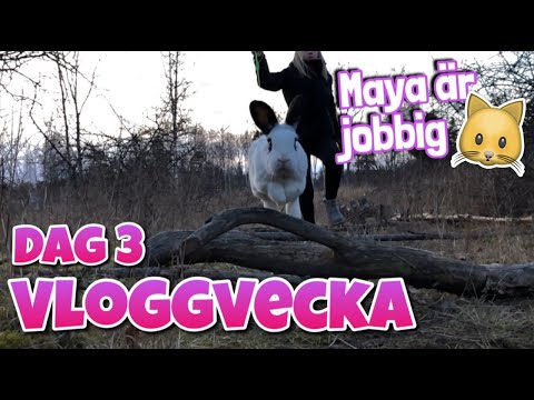 Vloggvecka dag 3~ Hoppar på ängen