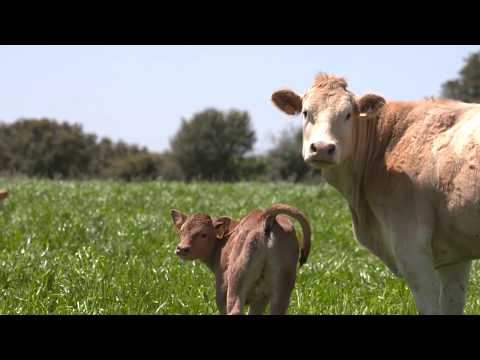 Fotograma del vídeo: Vacuno de Carne Carbono Neutral 2050