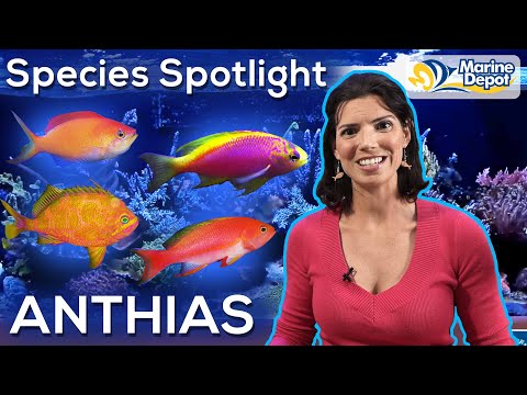 Anthias zlatý (Pseudanthias squamipinnis) — akvárium, kŕmenie a správanie