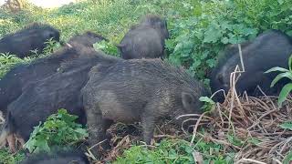 wild boar group | animal facts| wild hogs| cute animals #shorts
