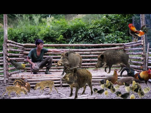 200 days of survival in the wild, traces of wild animals, wild chickens, stream fish, giant pythons