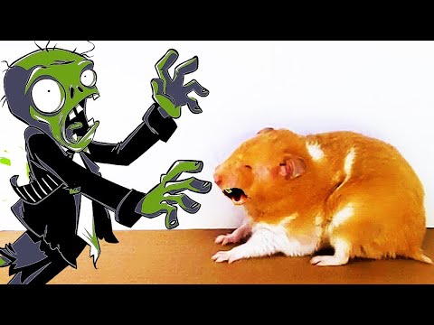 Hamster saves the world from a zombie apocalypse