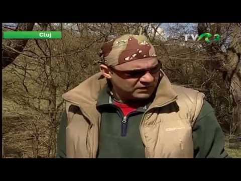 Natură şi aventură - Vânătoare de mistreţi la Bârlad