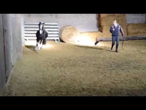 6-jähr. Rappstute v. Hilkens Black Delight-FS Pour L`amour