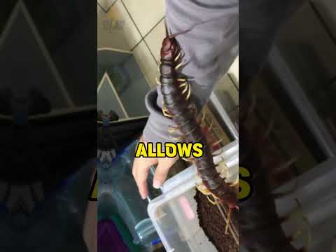 Venomous Giant Centepede as a Favourite Pet