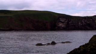 preview picture of video 'St. Abbs Harbour, Berwickshire, Scottish Borders'