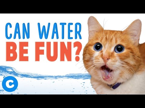 Why Do Cats Hate Water? | Chewy - YouTube