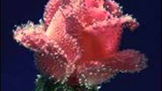 Zülfü Kaküllerin Amber Misali-ERKAN OĞUR