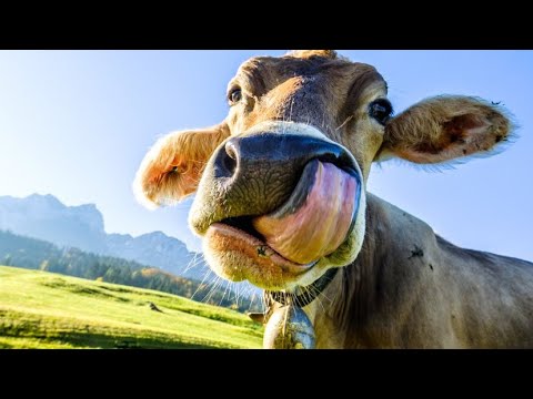 COW MOO/牛の鳴き声 / animal sounds