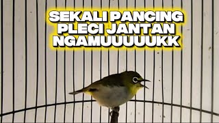 Download lagu Pleci betina birahi paling ampuh memanggil jantan mp3 Download lagu Pleci betina birahi paling ampuh memanggil jantan mp3