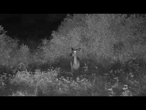 Djuma: Impala female on her own in the rain - 21:34 - 01/16/21