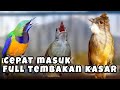 MASTERAN AUDIO JERNIH CUCAK CUNGKOK KAPAS TEMBAK CUCAK JENGGOT ️