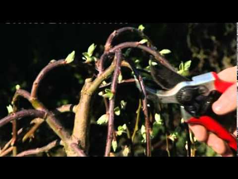 Pruning Pussy Willow