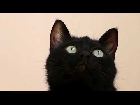 Type cats and awesome activities