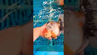 Download lagu VHQ Kirin Oranda #fancygoldfish #goldfish #orandafish mp3