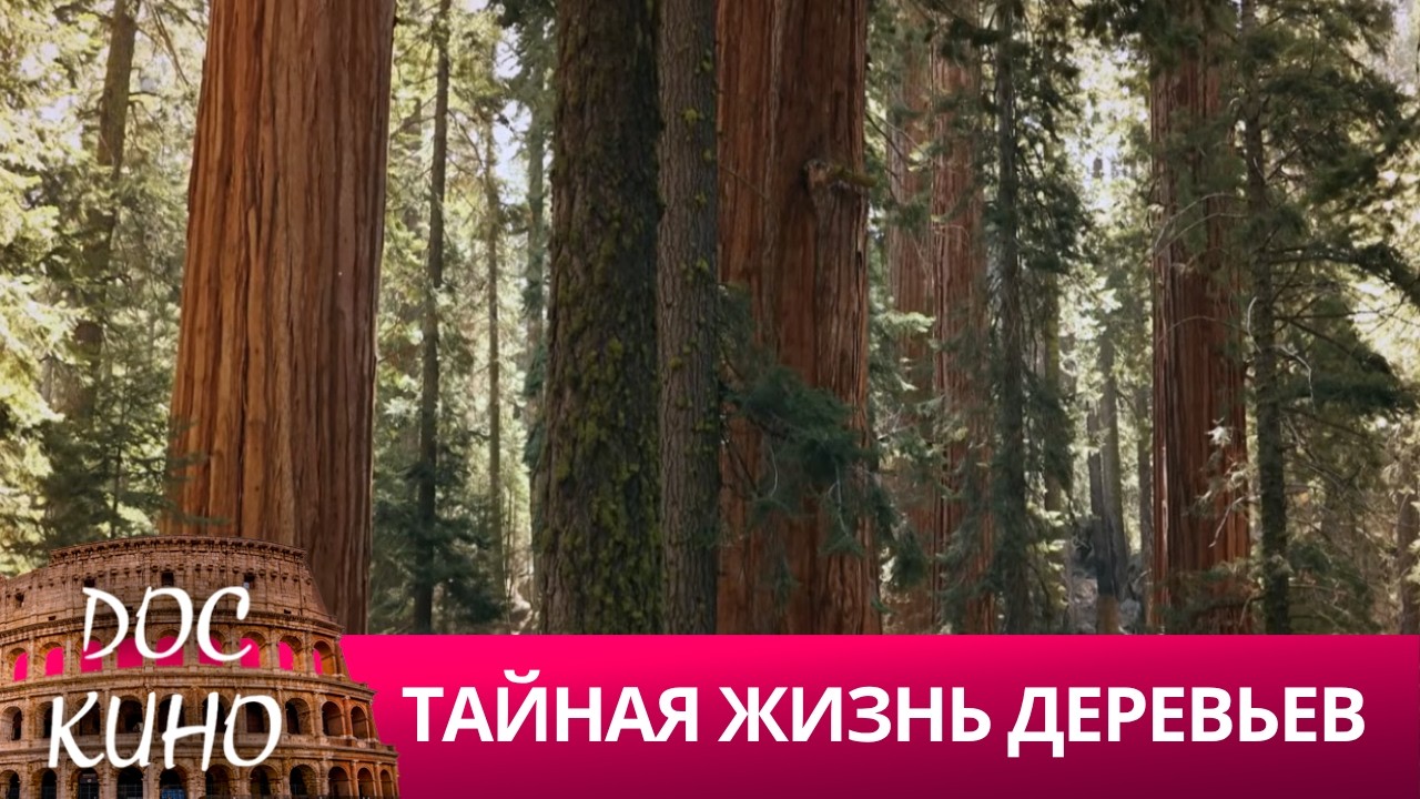🎭ТАЙНАЯ ЖИЗНЬ ДЕРЕВЬЕВ 🌎 ДОКУМЕНТАЛЬНОЕ КИНО 🎆 2019