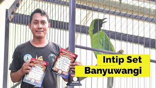 Download lagu [CI DALLAS] settings cucak ijo banyuwangi ciri cucak ijo banyuwangi cucak ijo alas purwo By HoBi ID mp3