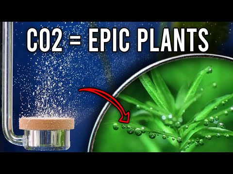 An Essential Guide to Aquarium CO2 Injection