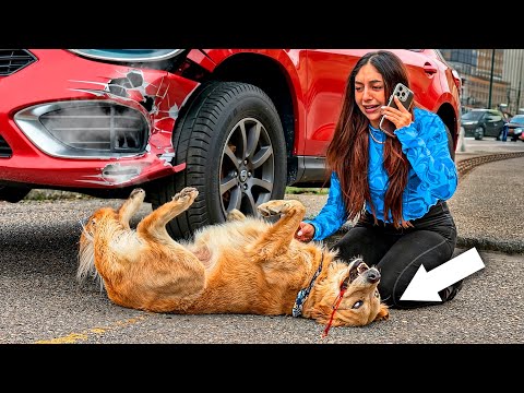 ¡ATROPELLE la MASCOTA de @PARCERICO  con MI NUEVO AUTO DEPORTIVO!