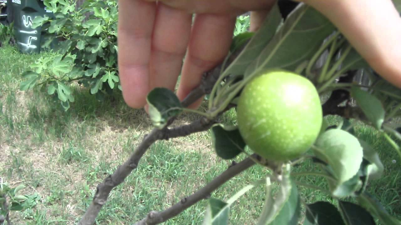 Granny Smith Apple Tree Update Backyard Orchard