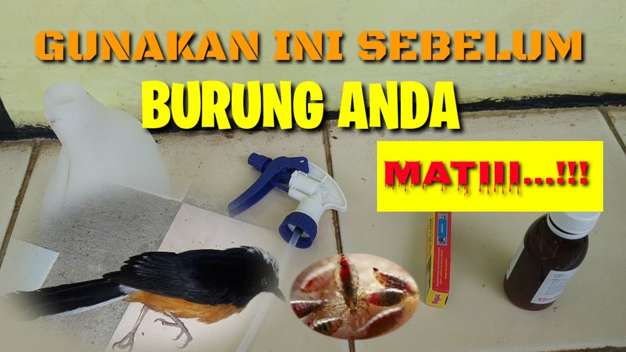BURUNG BERKUTU ! 3 CARA MENGHILANGKAN KUTU DARAH PADA BURUNG DAN SANGKAR BURUNG || DI JAMIN ..