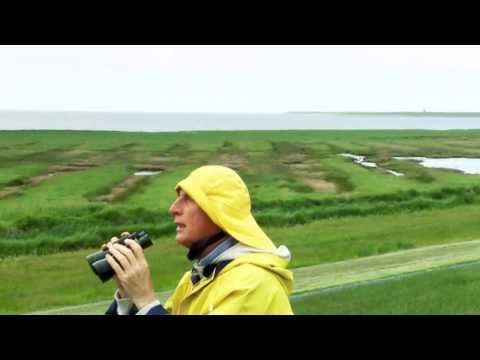 DB mobil: Mit Otto Waalkes im Wattenmeer