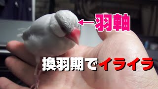 換羽期が終わりに近づき元気を取り戻すシルバー文鳥リーフ