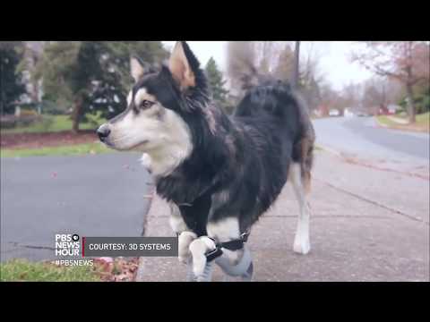 Helping animals walk again is this man s passion