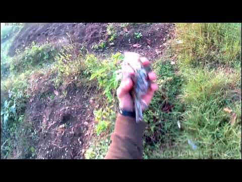 Rientro ai tordi in .410 avaro di emozioni