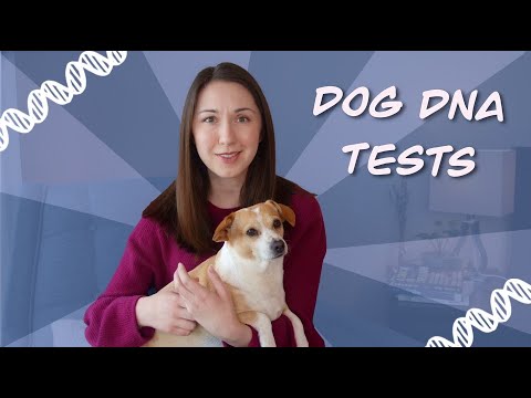 I Sent My Dog's DNA To 3 Different Companies...