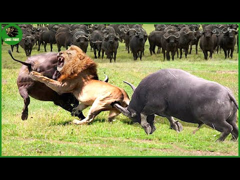 165 Horrific Moments When Deadly Horns Crush Predators | Animal Fight