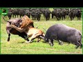 165 Horrific Moments When Deadly Horns Crush Predators Animal Fight