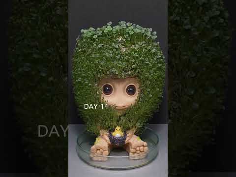 Growing Chia Seeds with Groot - Time Lapse