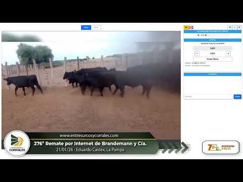 21-01-26 - 276º Remate por Internet de Brandemann y Cía. -  Eduardo Castex, La Pampa